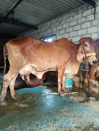 ગીર ગાય વેશવાની છે