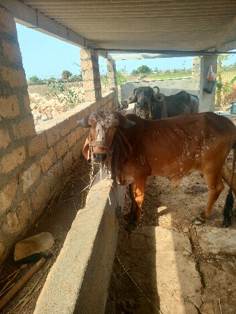 viram
8200254800