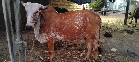 દેશી ગીર ગાય વેચવા ની છે