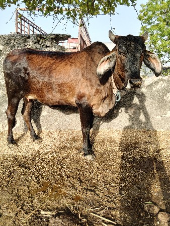 આ ઓડકી વેચવાની છે