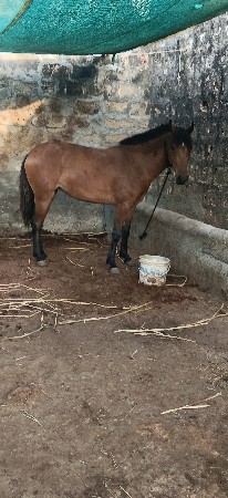 સધી વસેરી વેસવા ની છે
