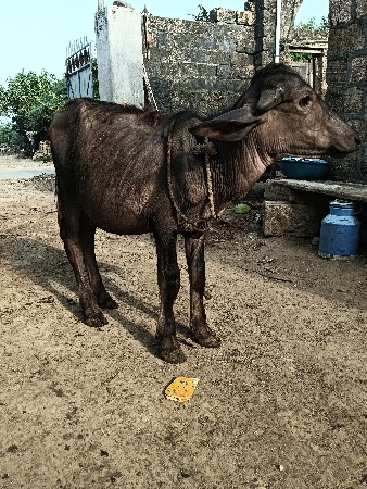 પાડો વેચવા નો છે