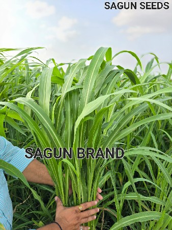 ખેતીની જમીન વેસવાની શે