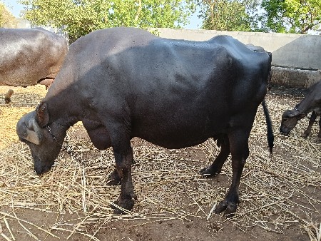 ભેંસ વેશવાની છે