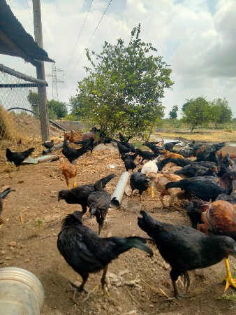 ફાઇટર દેશી કડકનાથ ૩ નસલછે ભાઇ