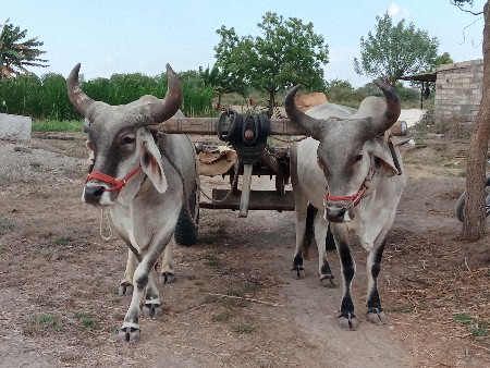 બળદ વેચવાના છે