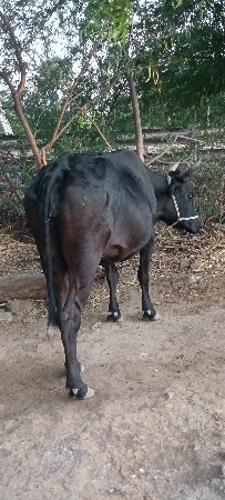 જળશી હોળકી વેચવાની છે