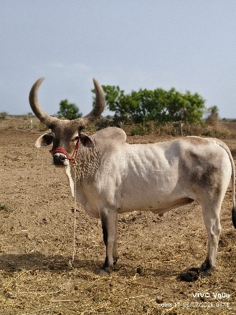 ગોધલો વેચવાનો છે