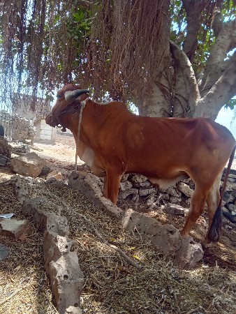 કોઈ જાત એબ નથી ફુલ જવાબ દારી