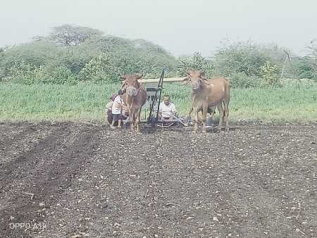 બળદ વેચવાના છે બીજી વાવણી કરે