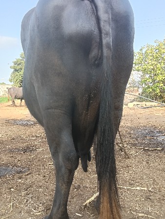આ ભેંસ વેચવાનિ ત્રીજું વેતર