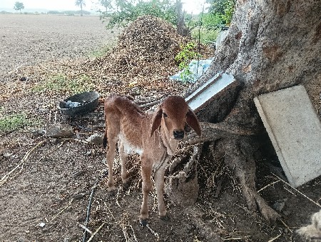 ગાય વેચવાની છે