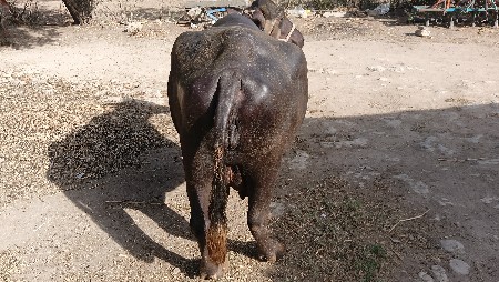 ભેંસ વેચવાની છે