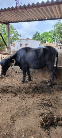 ભેંસ વેચવાની છે
