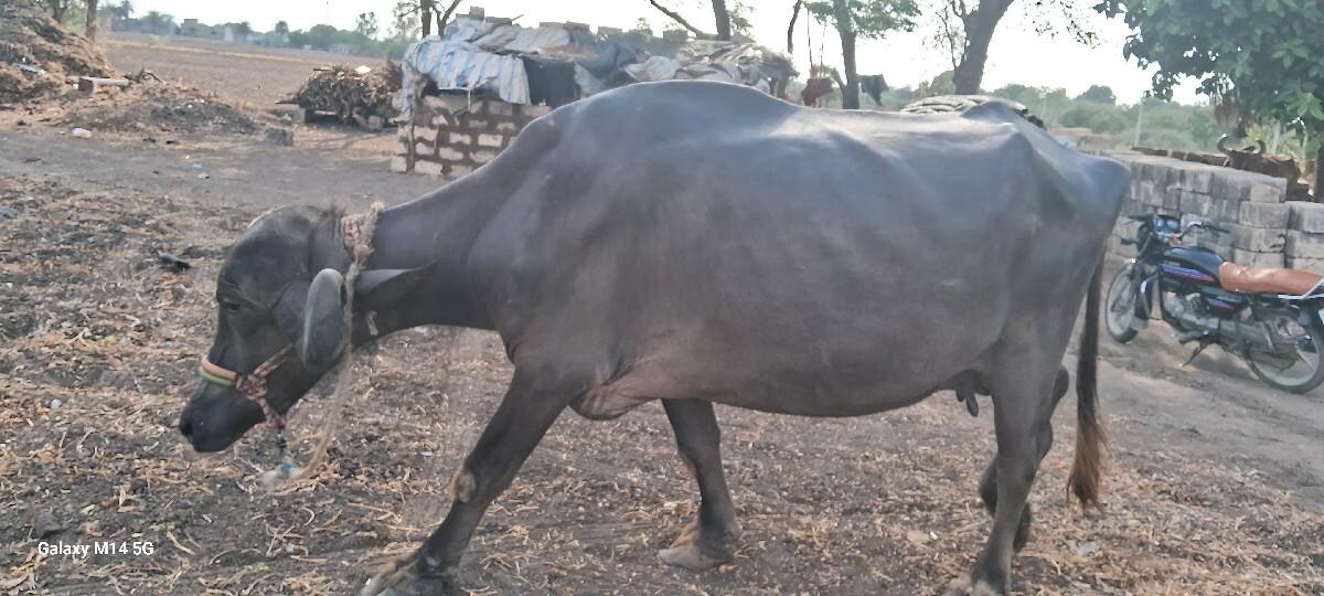 વેચવાનિ છે