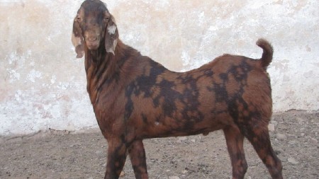 વિજય ભાઈ વાઘેલા, પાલિતાણા