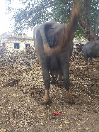 ભગરી ભેંસ વેચવાની છે