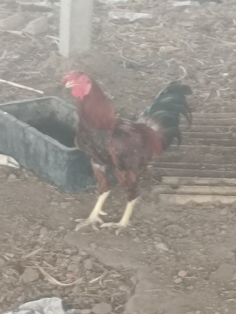 આ કૂકડો વેચવાનો છે