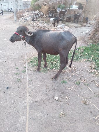 kuttywana