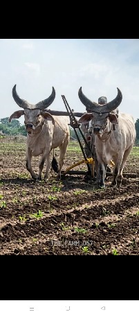 ગોઢલા