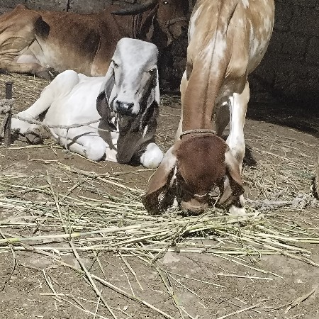 gir.lildo.vachdo.12.maynanos