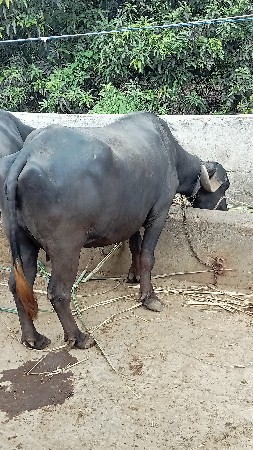 bhesu vesvani se