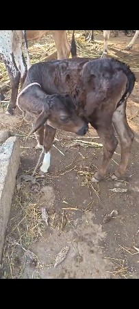 ક્રોસ ગાય વેચવાની છે