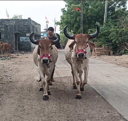 માંકડા ગોધલા વેચવાના છે