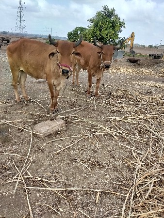 ગોઢલા વેચવાના છે
