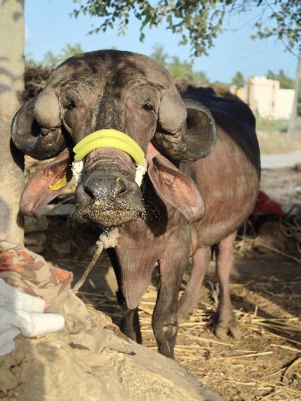 પેલા વેતર ની ખડાય