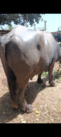 પાડો સેવ સોજો