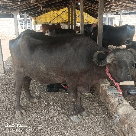 પેલું વેતર