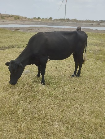 ગાય વેચવાની છે