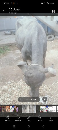 વેચવાની છે