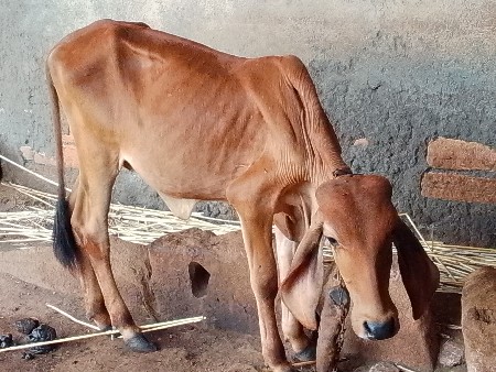 વાછડી વેચવાની છે