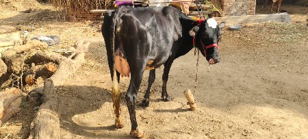 જર્સી