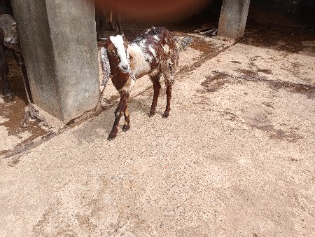 પોરબંદર છે
