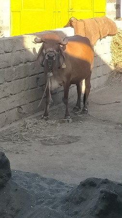 ગાય વેચવાની છે