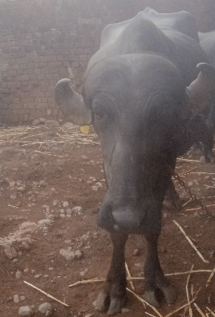 ભેસ વેચવાની છે.