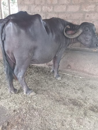 ભેંશ વેચાણ માટે છે