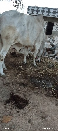 કેશુ ભાઈ