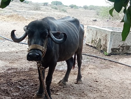 વેચાવછે