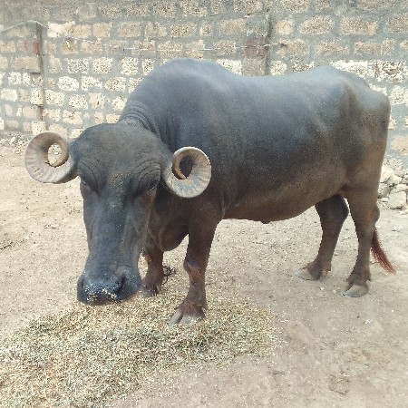 ખડેલી વેચવા ની છે