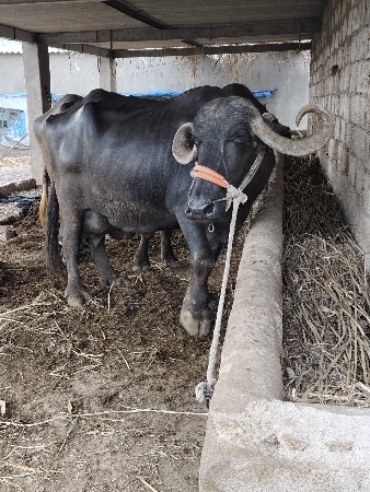 આ ભેંસ વેચવાની છે