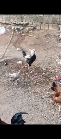 કૂકડો વેચવાનો છે