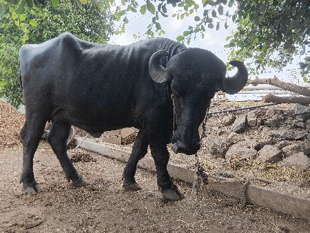વેચવાની થે
