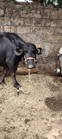 બીજું વેતર છે
