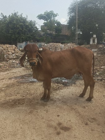 ગાય‌ વેસવાની છે