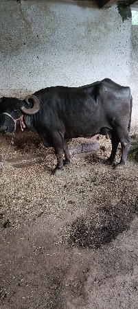 વેચવાની છે