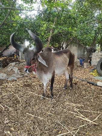 ગોઢલા વેચવા ના છે